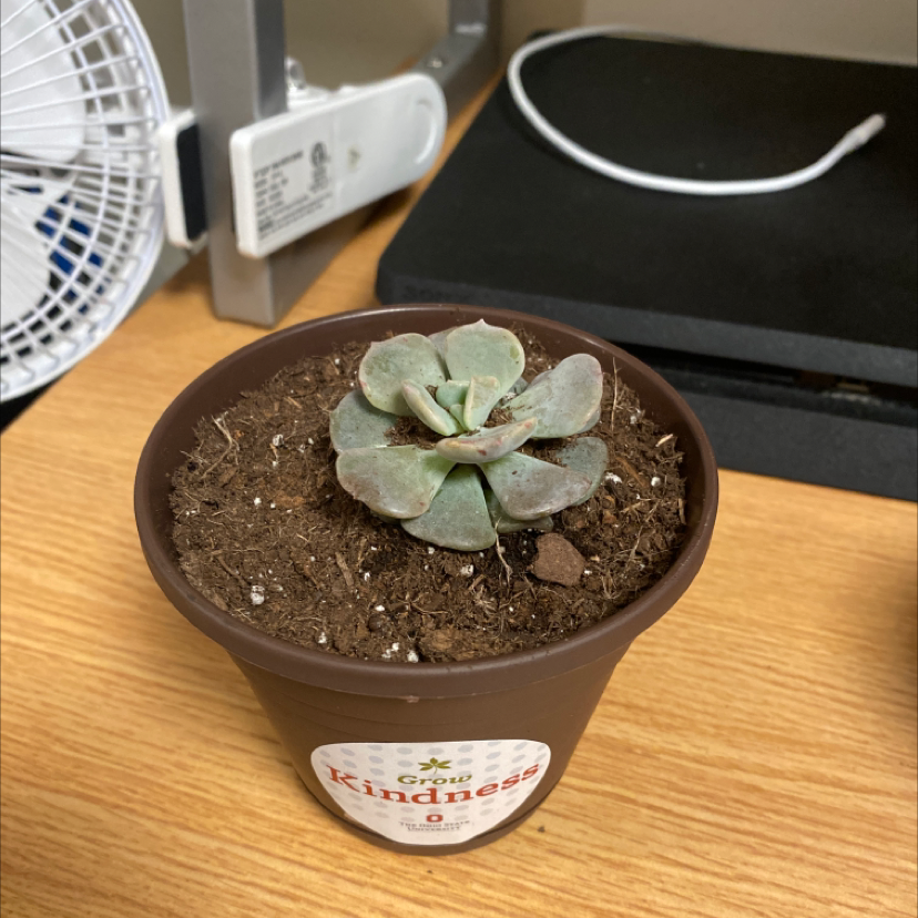 Photo of the plant species Echeveria 'Aphrodite' by @Kaden named Jorge on Greg, the plant care app