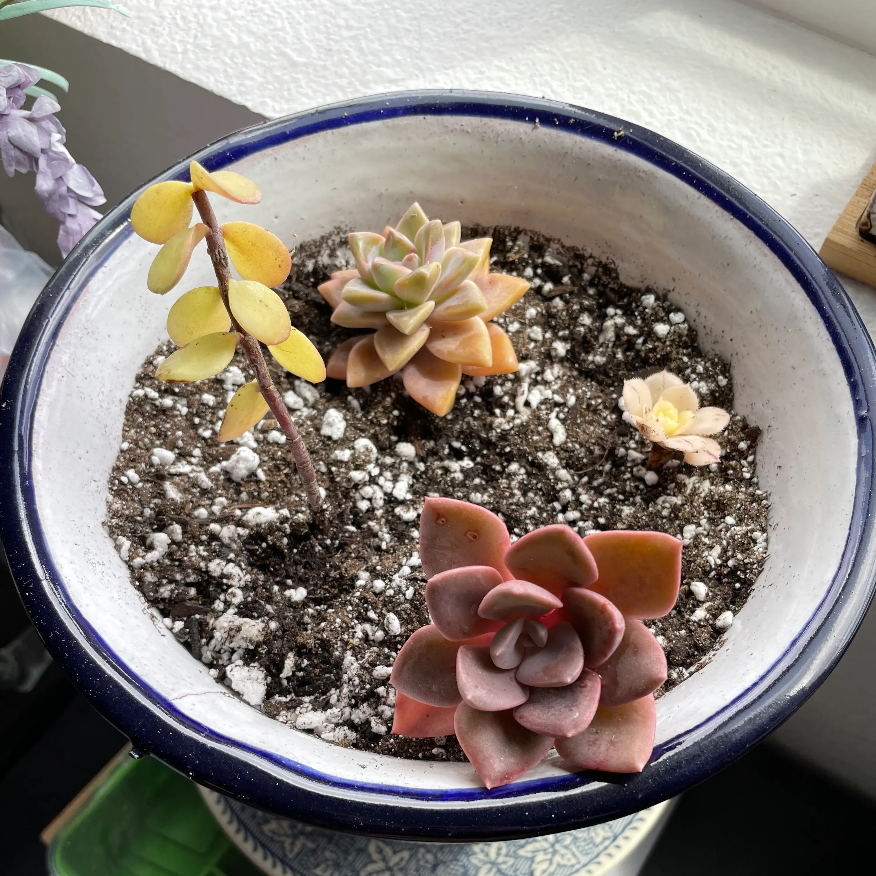 Potted arrangement of Echeveria 'Fleur Blanc' with visible soil and some yellowing leaves.