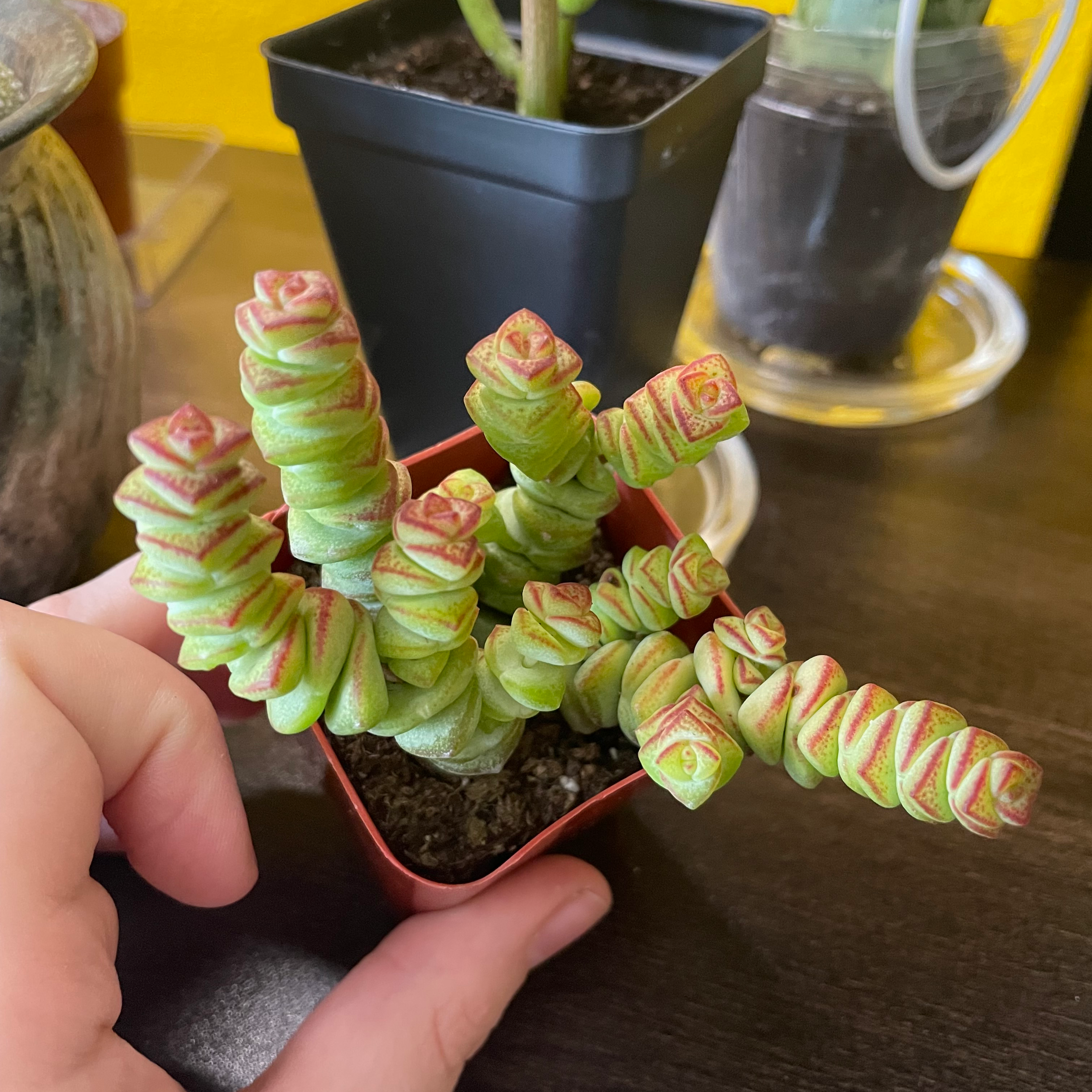 Photo of the plant species Crassula Rupestris by @mirandaaplanet named Coraline on Greg, the plant care app