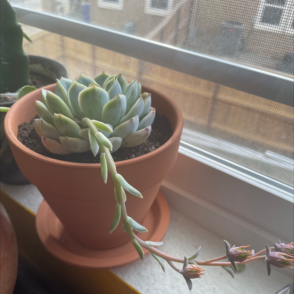 Echeveria Elegans plant photo by @mirandaaplanet named The Mothership on Greg, the plant care app.