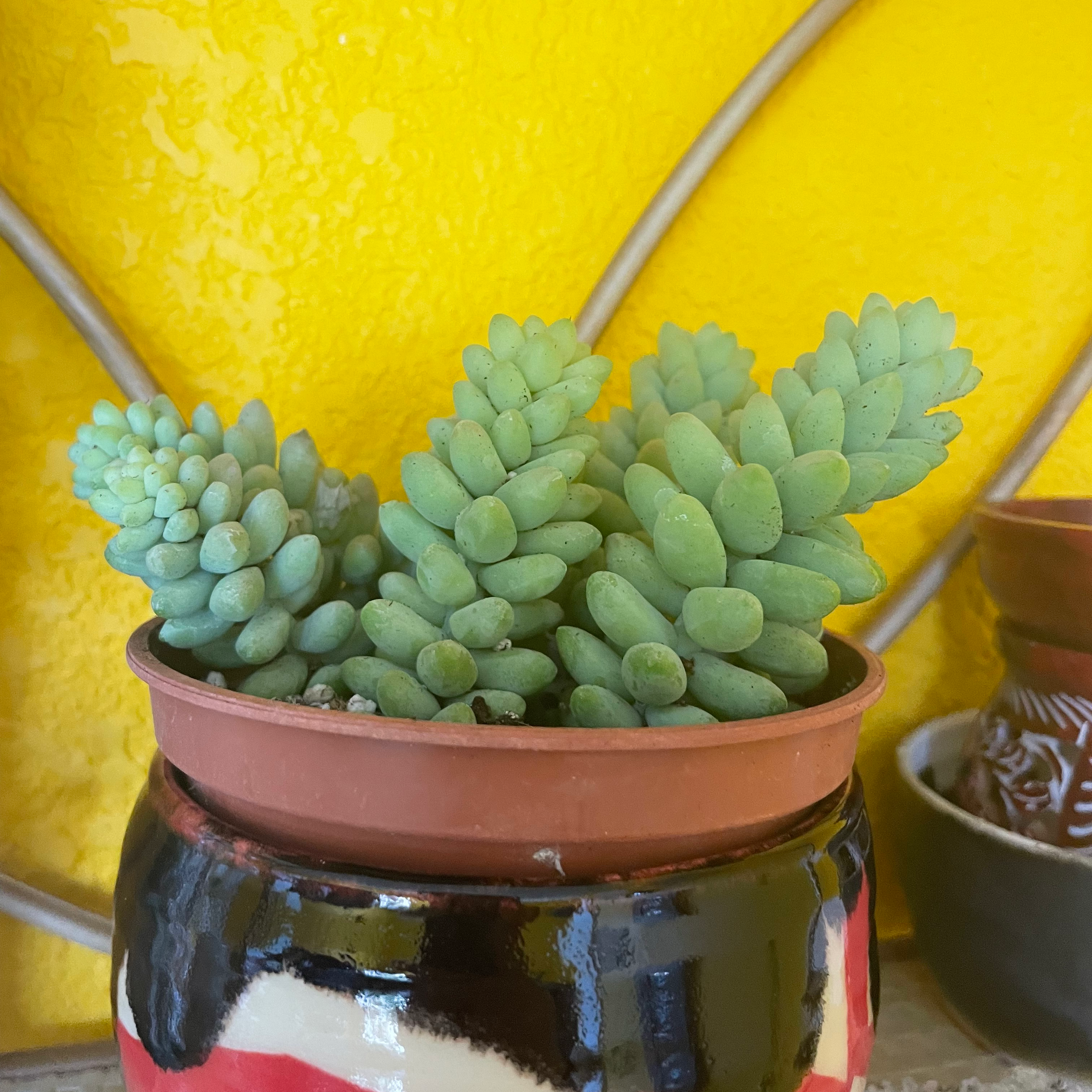 Burro's Tail plant photo by @mirandaaplanet named Your plant on Greg, the plant care app.