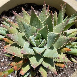 Short-leaved Aloe plant in Somewhere on Earth