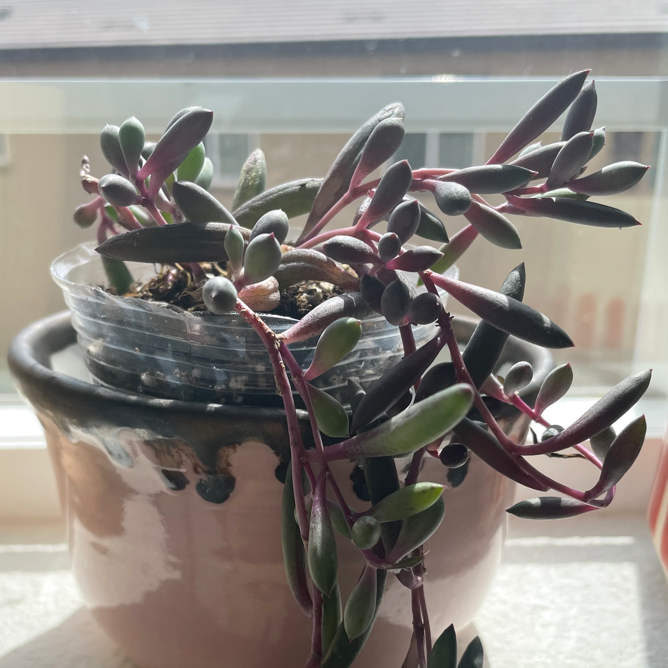 Healthy ruby necklace plant with vibrant red stems and green leaves in a pot.