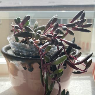 ruby necklace plant in Somewhere on Earth