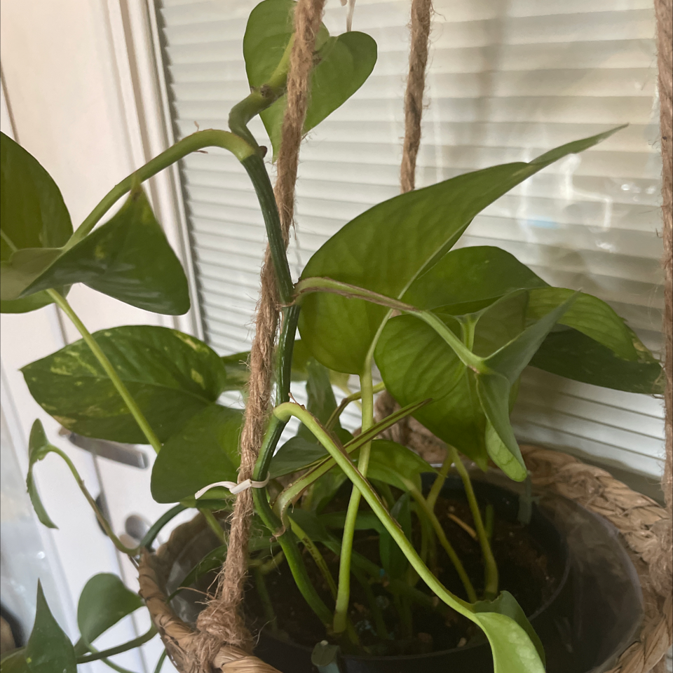 Golden Pothos plant photo by @mirandaaplanet named Goldie Hawn on Greg, the plant care app.