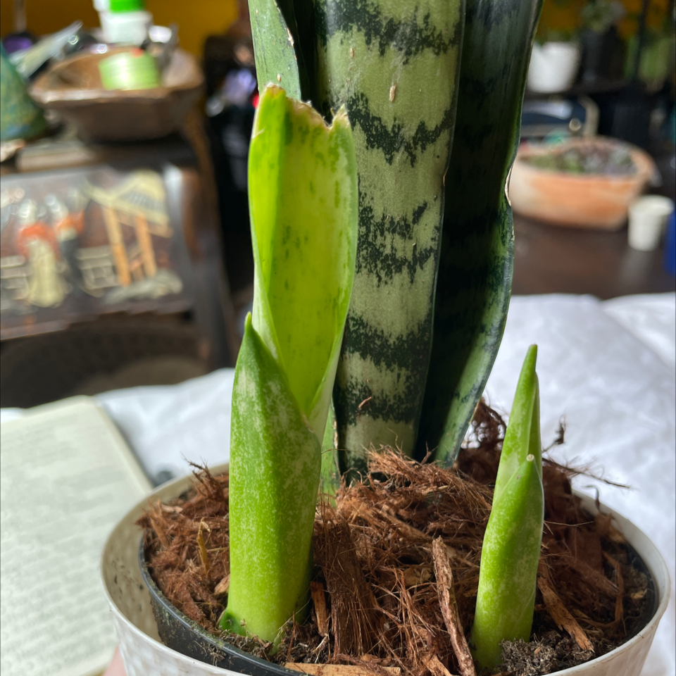 Zeylanica Snake Plant with new shoots emerging from the soil in a pot.