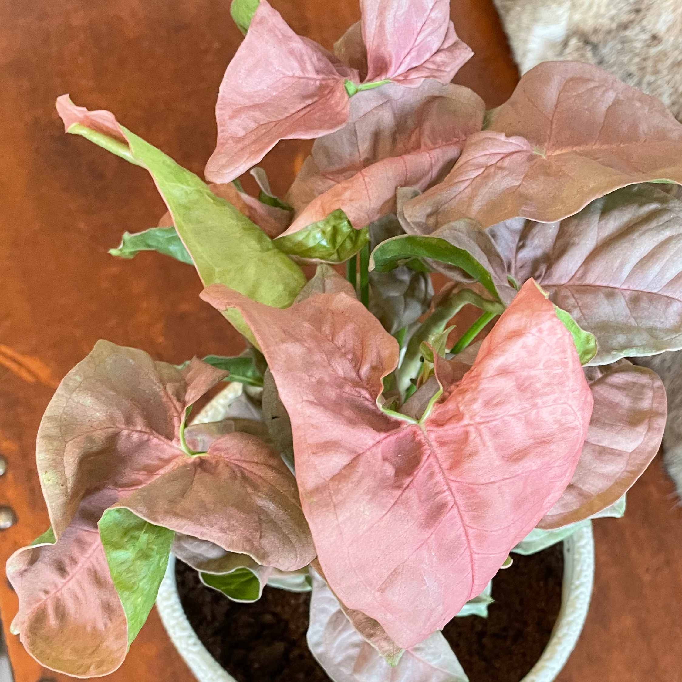 Pink Arrowhead Vine with pink and green leaves in a pot with visible soil.
