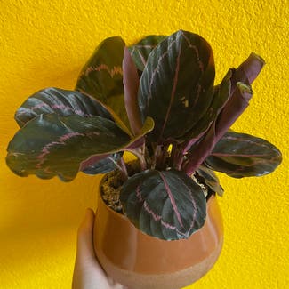 Calathea Black Rose plant in Somewhere on Earth