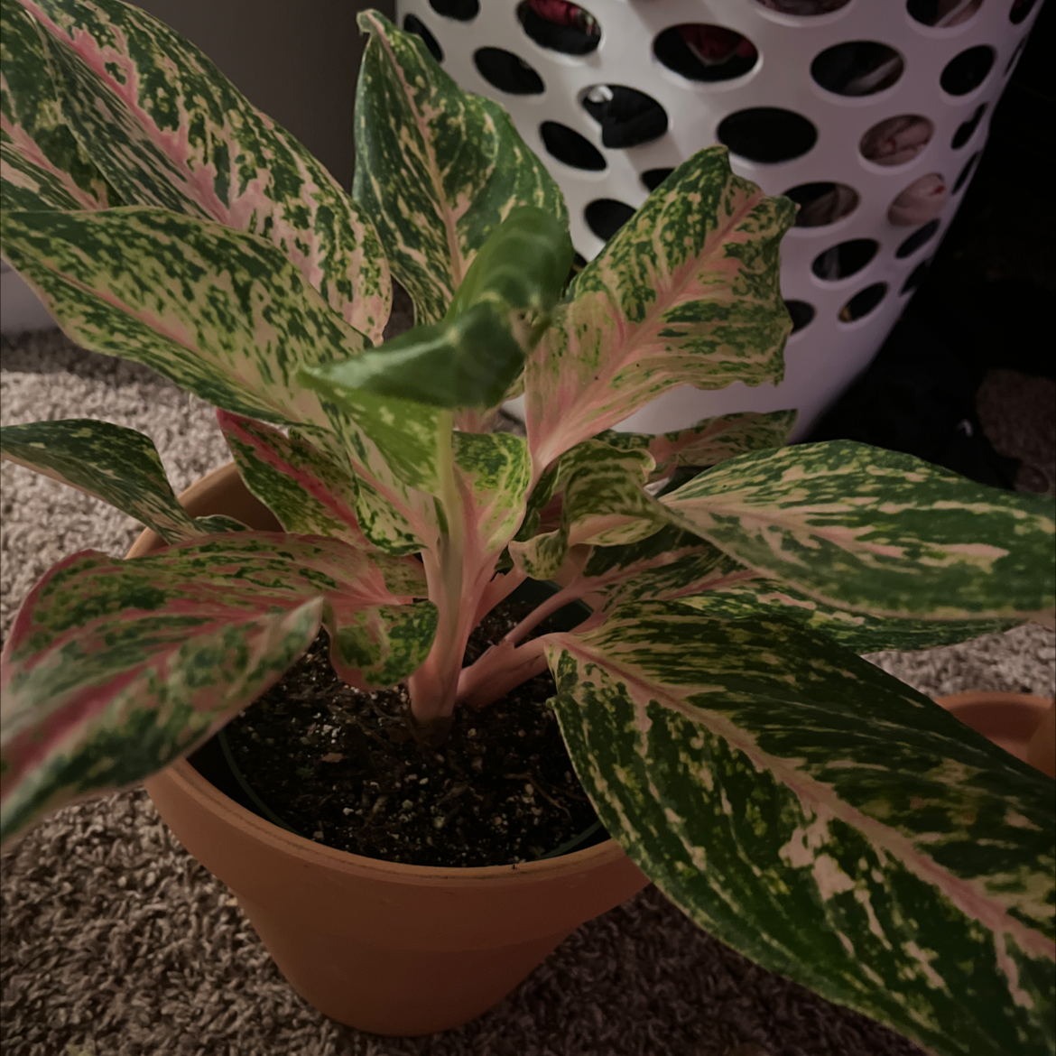 Aglaonema 'Sparkling Sarah' plant in a pot with vibrant green and pink variegated leaves.