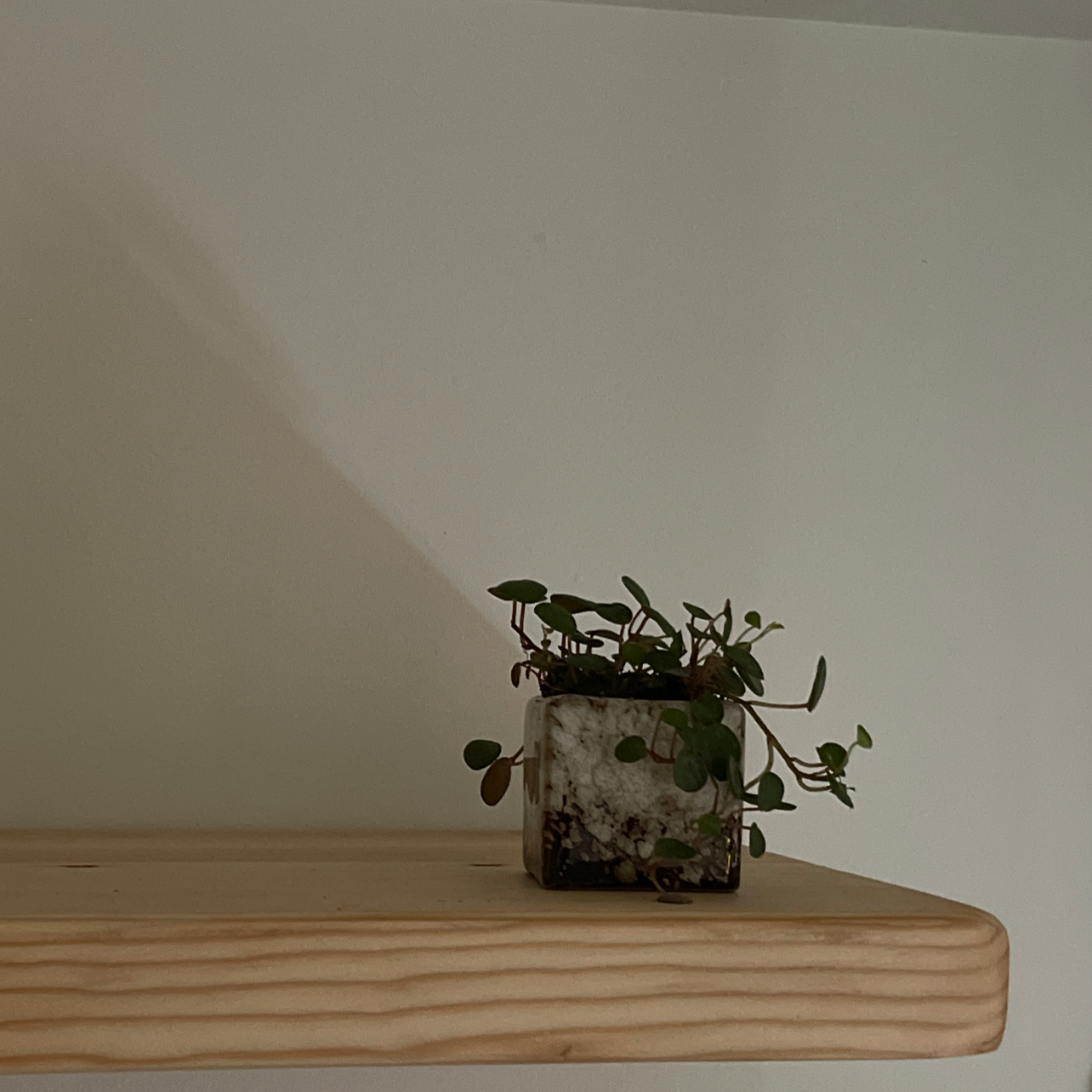 Peperomia 'Pepperspot' plant in a small pot on a wooden shelf.