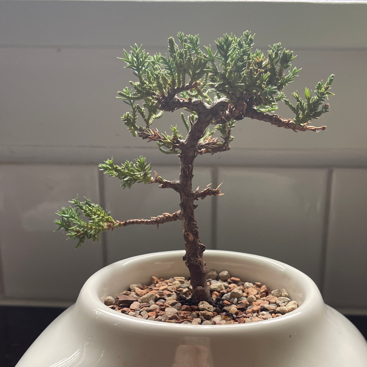 Photo of the plant species Creeping Juniper by @Madebymaybee named Phil on Greg, the plant care app