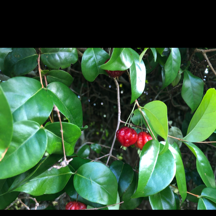 Surinam Cherry plant with glossy green leaves and red fruit.