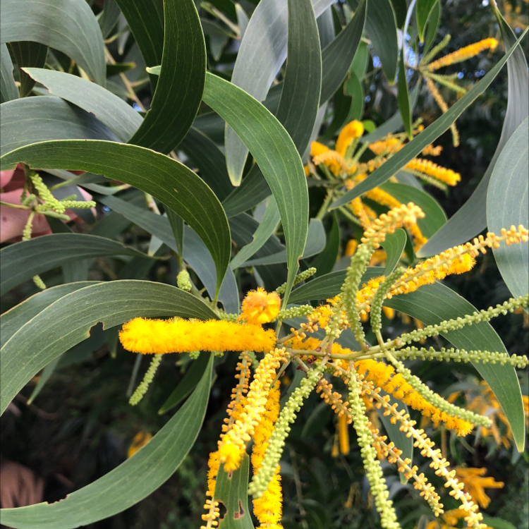 Photo of the plant species Golden Wattle by Alicia named Your plant on Greg, the plant care app