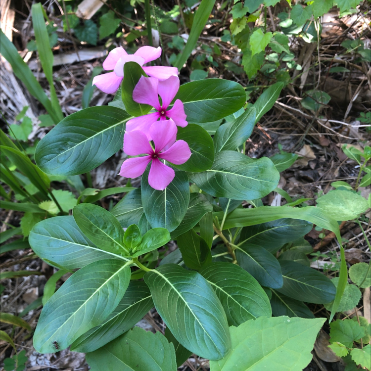 Bright Eyes plant with pink flowers and green leaves, surrounded by other vegetation.