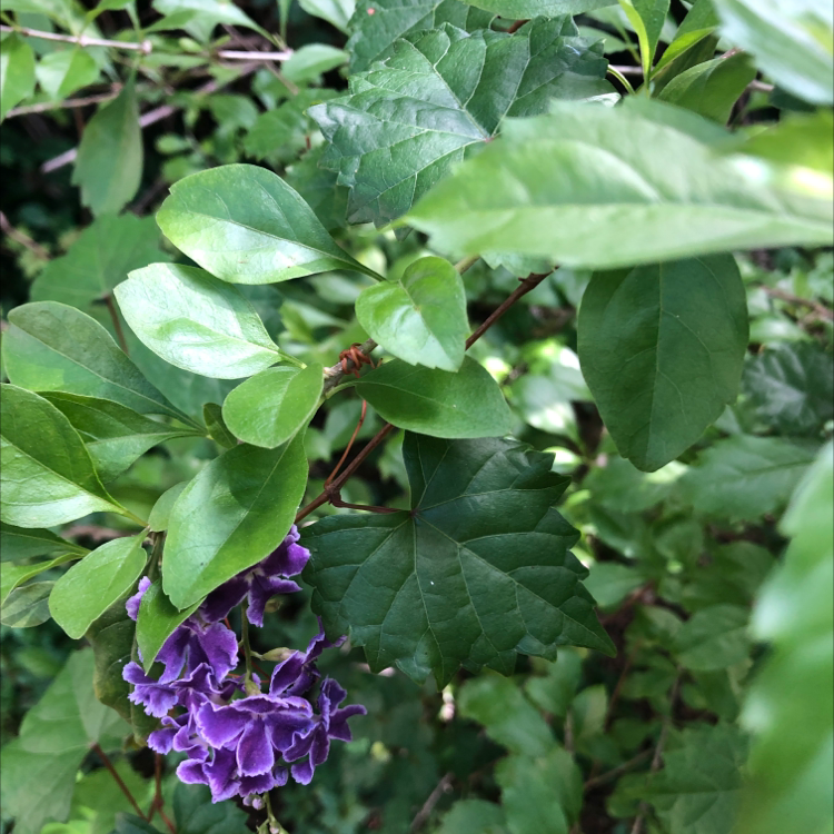 Golden Dewdrop plant with green leaves and purple flowers, well-framed and in focus.