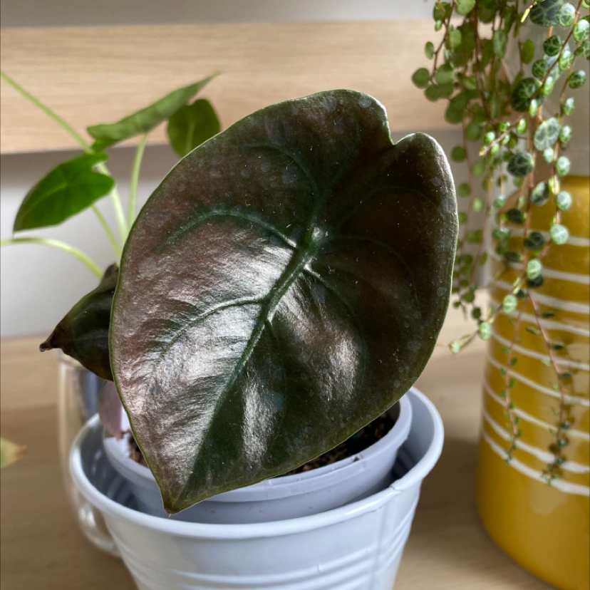 Alocasia ‘Red Secret’ plant with a glossy leaf in a white pot, partially visible soil.