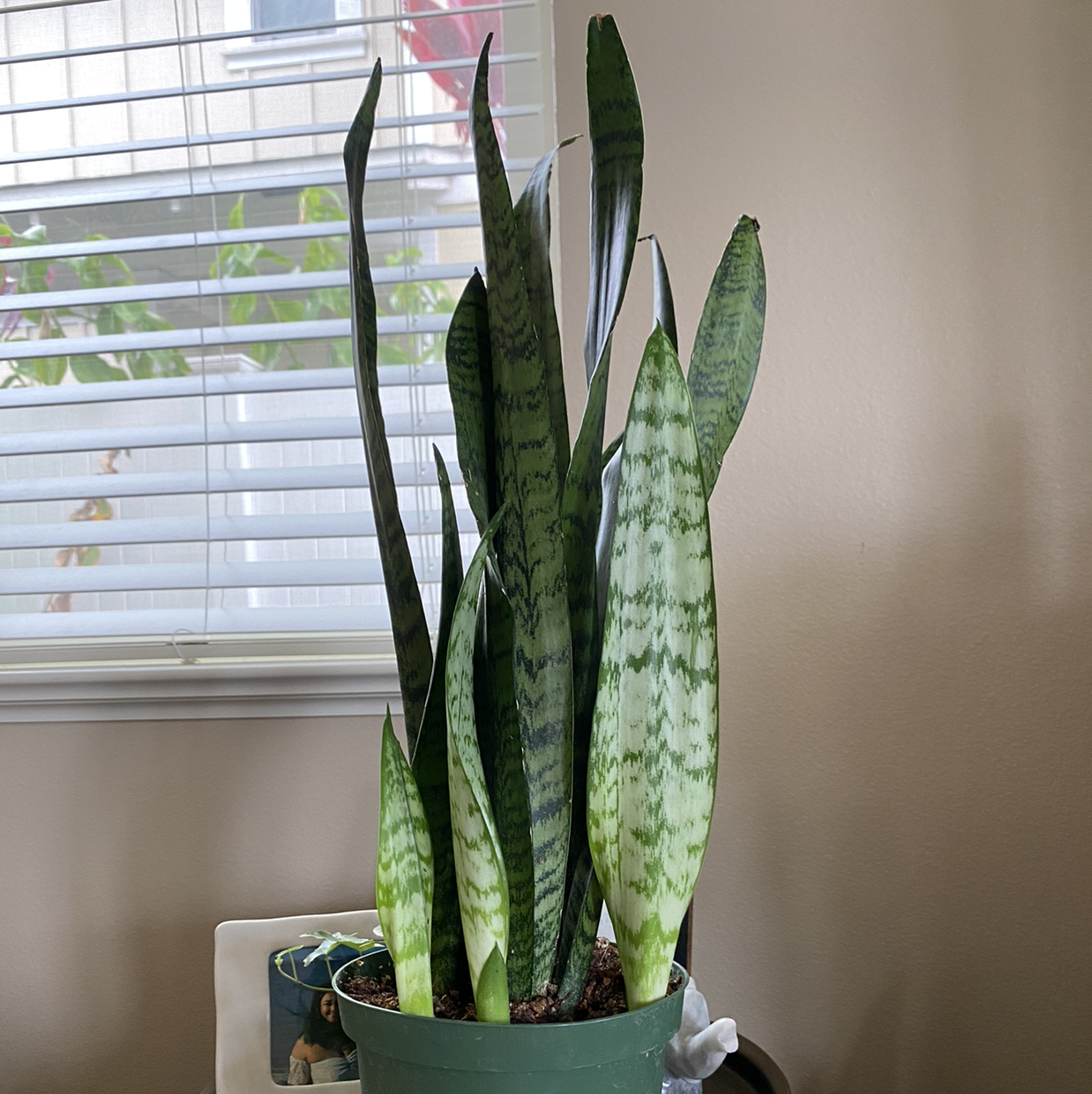 Snake Plant plant photo by @Jemx3 named Kobra on Greg, the plant care app.