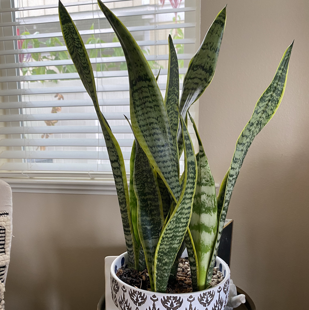 Snake Plant plant photo by @Jemx3 named Medusa on Greg, the plant care app.