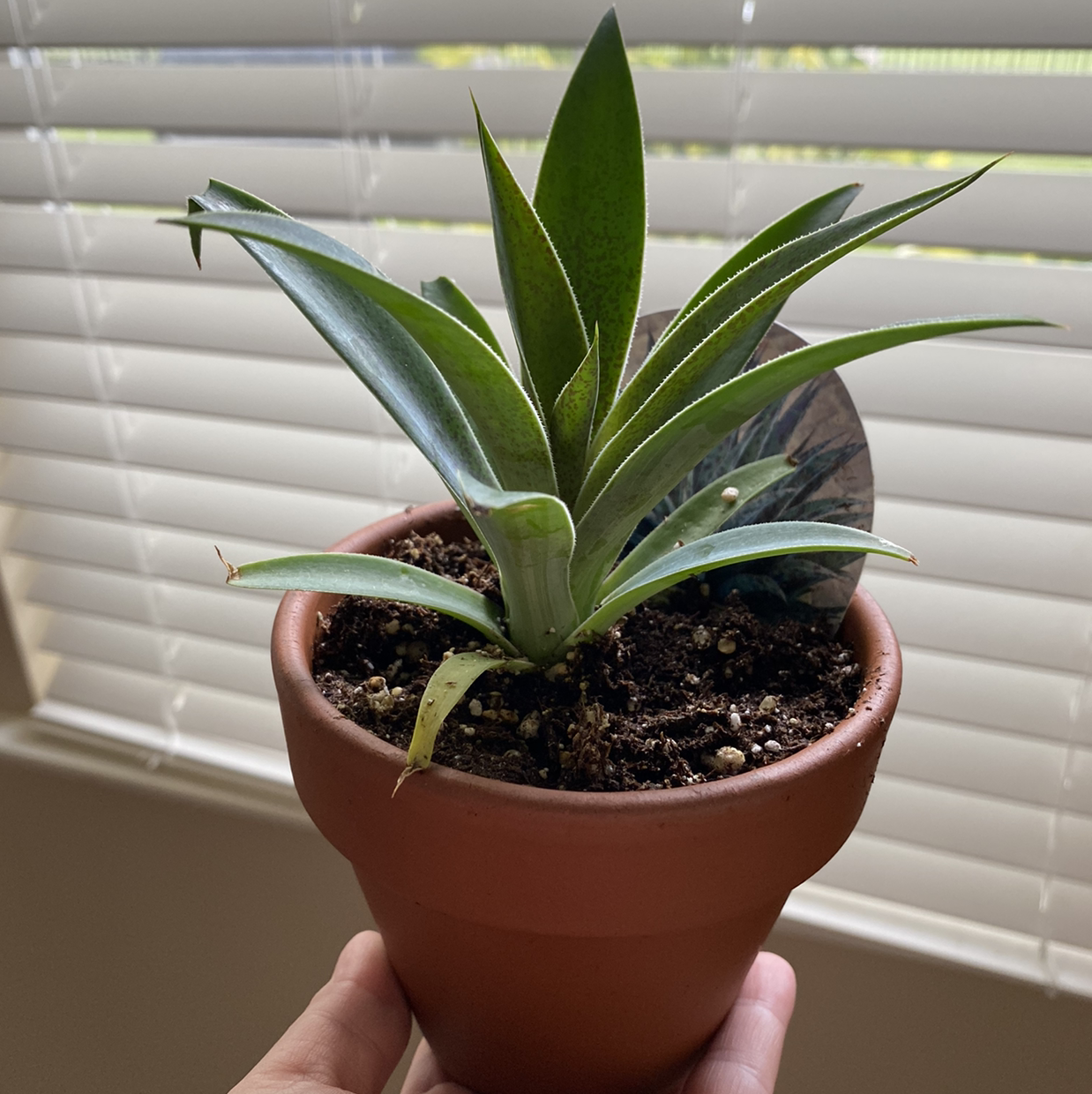 Photo of the plant species Texas tuberose by @Jemx3 named Your plant on Greg, the plant care app