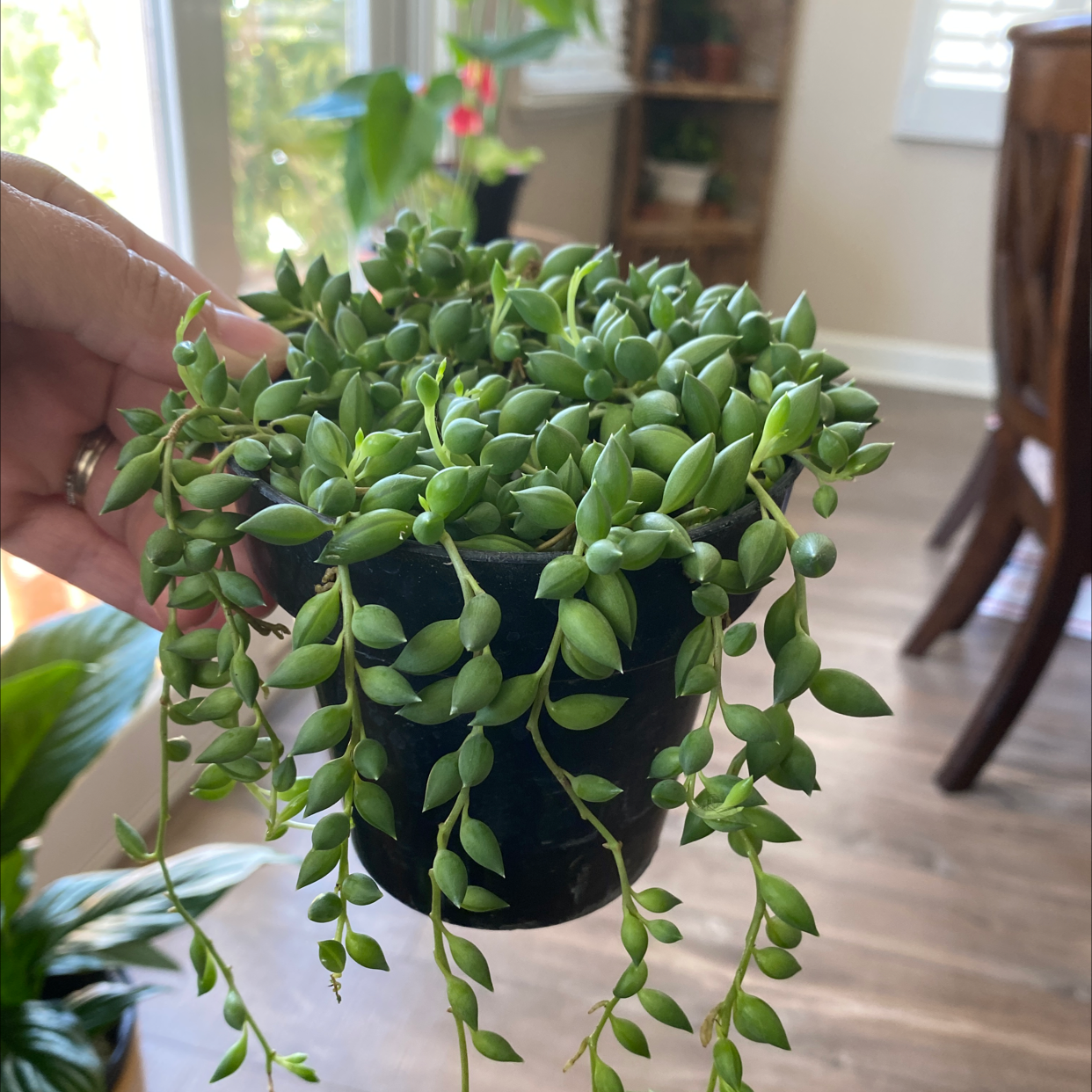 String of Watermelons plant in a black pot, held by a hand, with vibrant green leaves.