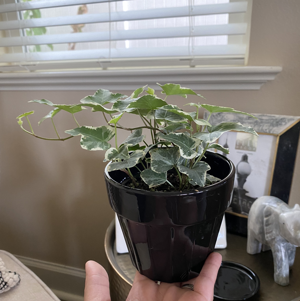Variegated ivy plant in a black pot, held by a hand, indoors.