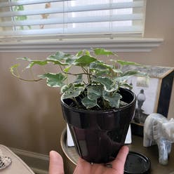 variegated ivy plant