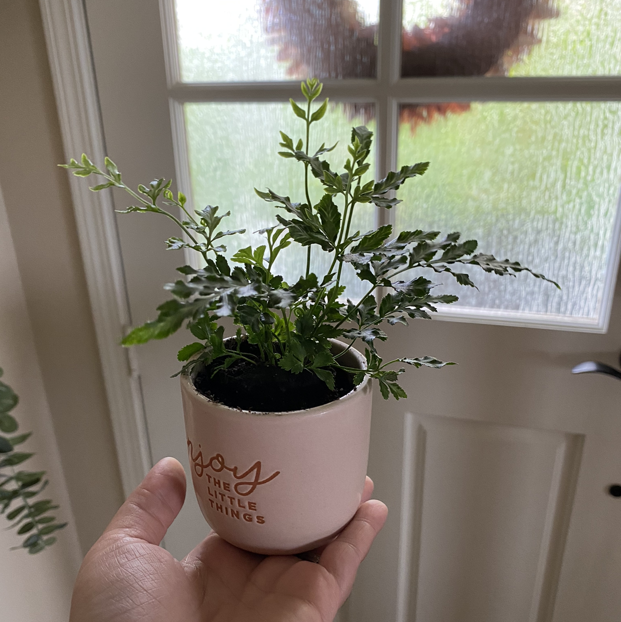 A healthy Ming Aralia plant in a pot being held in front of a door with frosted glass.