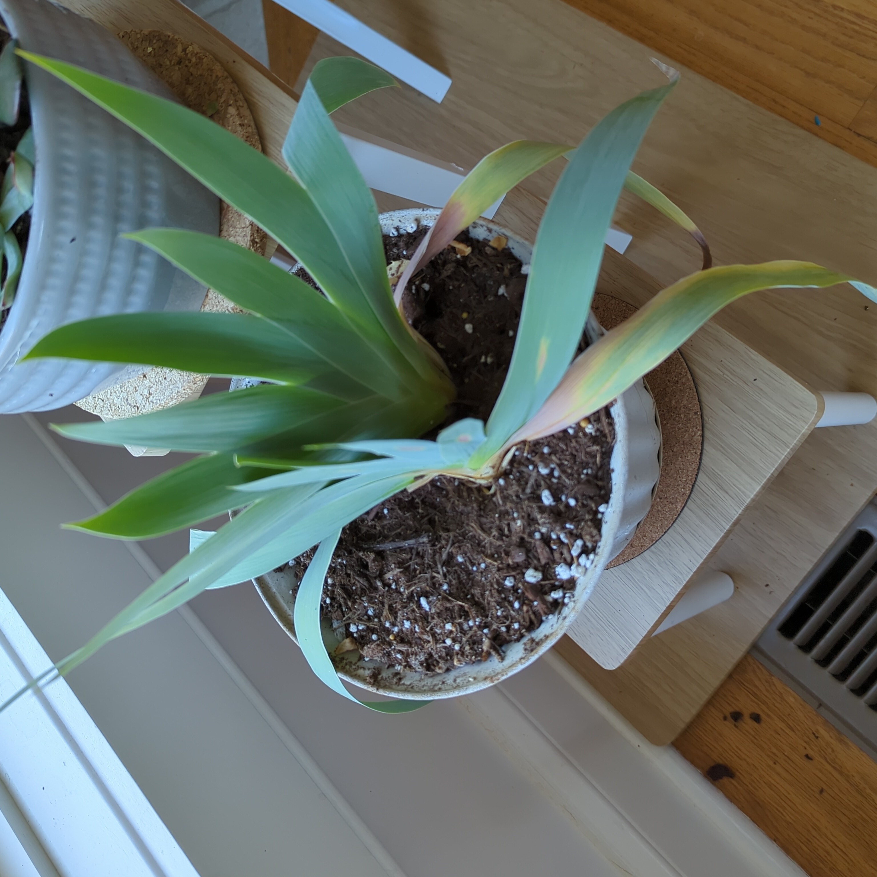 Photo of the plant species Blue Iris by @PrizedWildtea named Iris on Greg, the plant care app