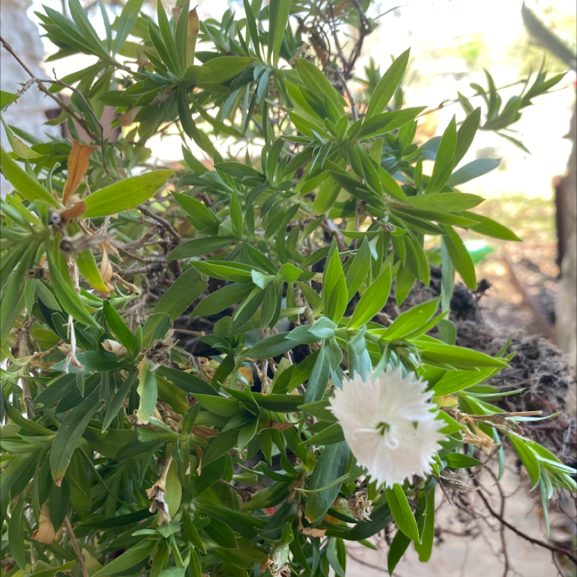 Photo of the plant species Dianthus 'Supra Purple' by @AvidLarkspur named Front white pretty on Greg, the plant care app