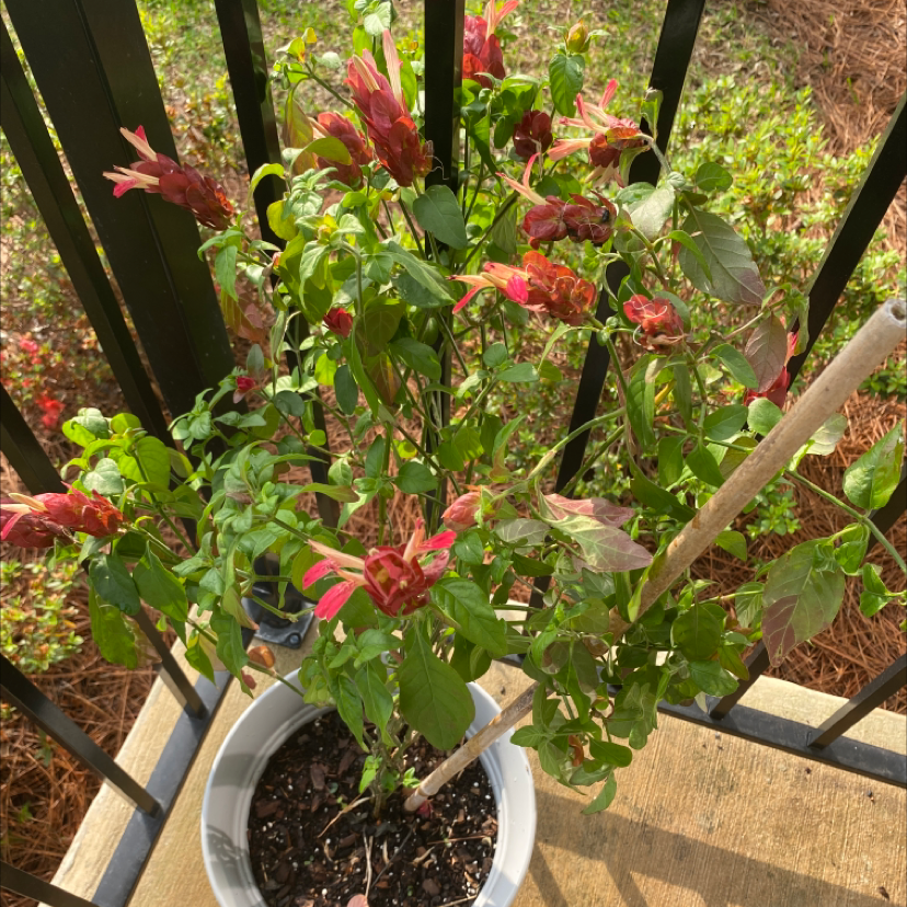 Potted Shrimp Plant with red bracts and green leaves, some showing browning and yellowing, on a balcony.