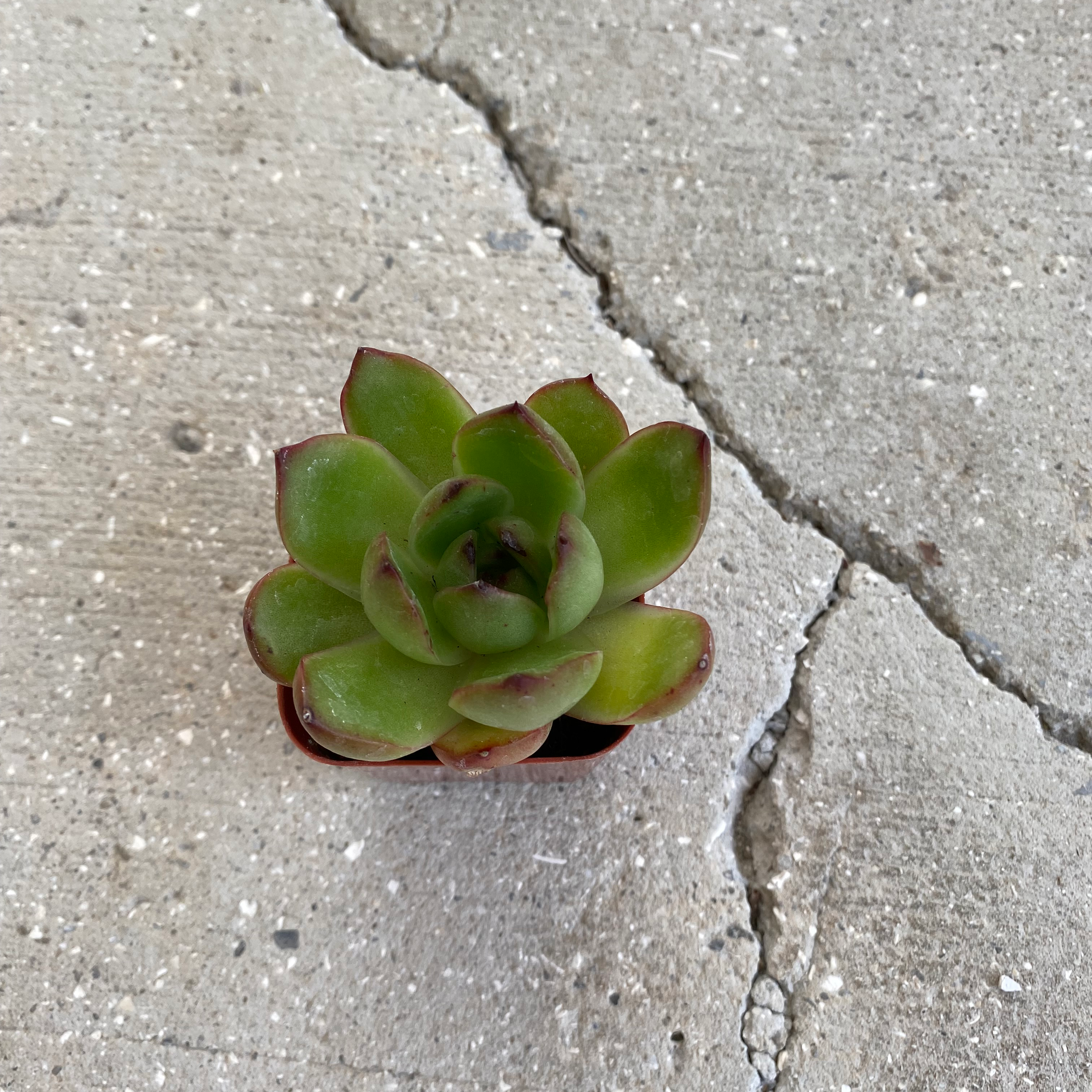 Photo of the plant species Moonstone Echeveria by @Hannahhplants named Your plant on Greg, the plant care app