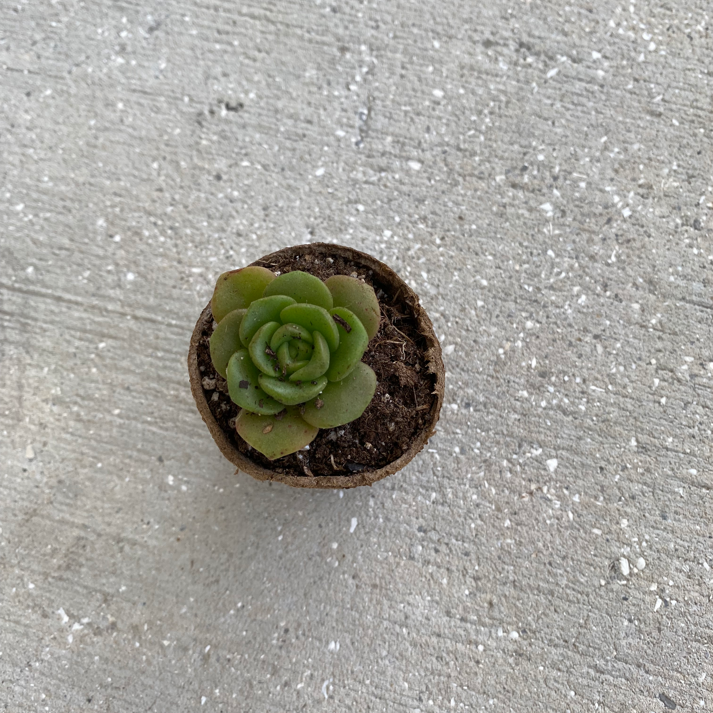 Aeonium 'Lily Pad' plant in a small pot on a concrete surface.