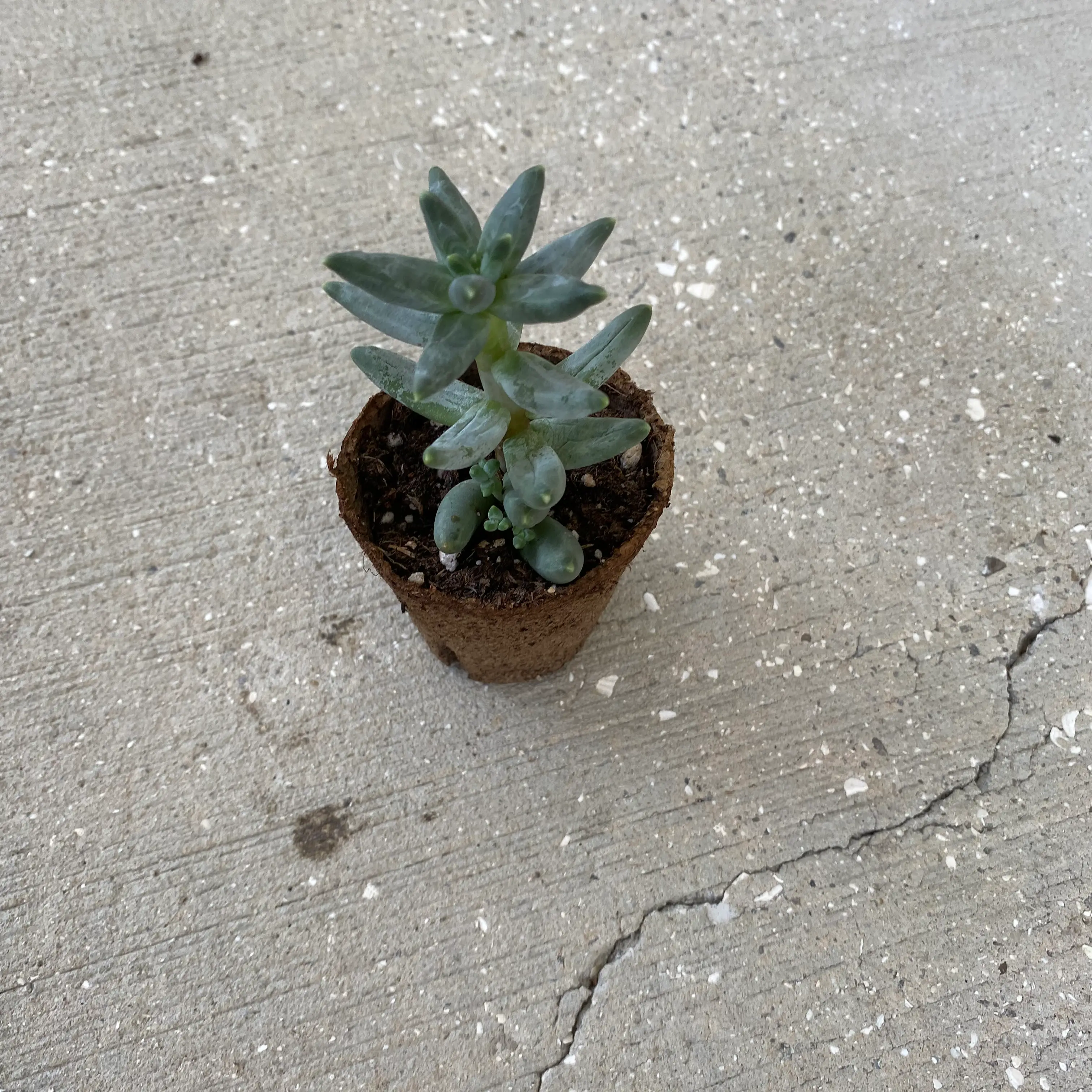 Little Jewel succulent plant in a small pot on a concrete surface.