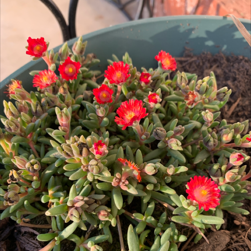 Coppery Mesemb plant with vibrant red flowers in a pot.