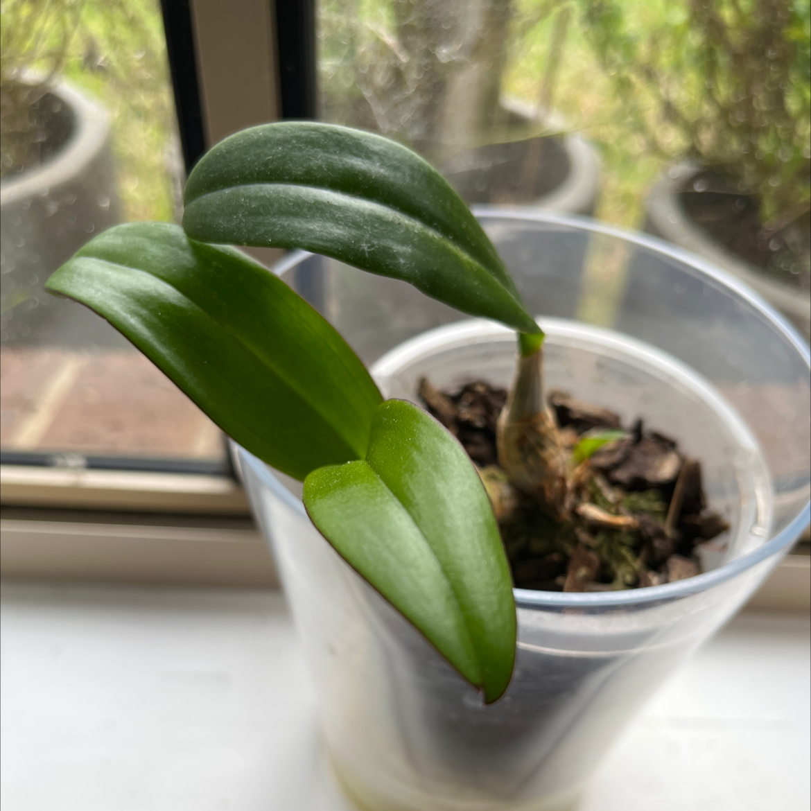 Photo of the plant species Guarianthe aurantiaca by @CreationLover named Bloomer on Greg, the plant care app