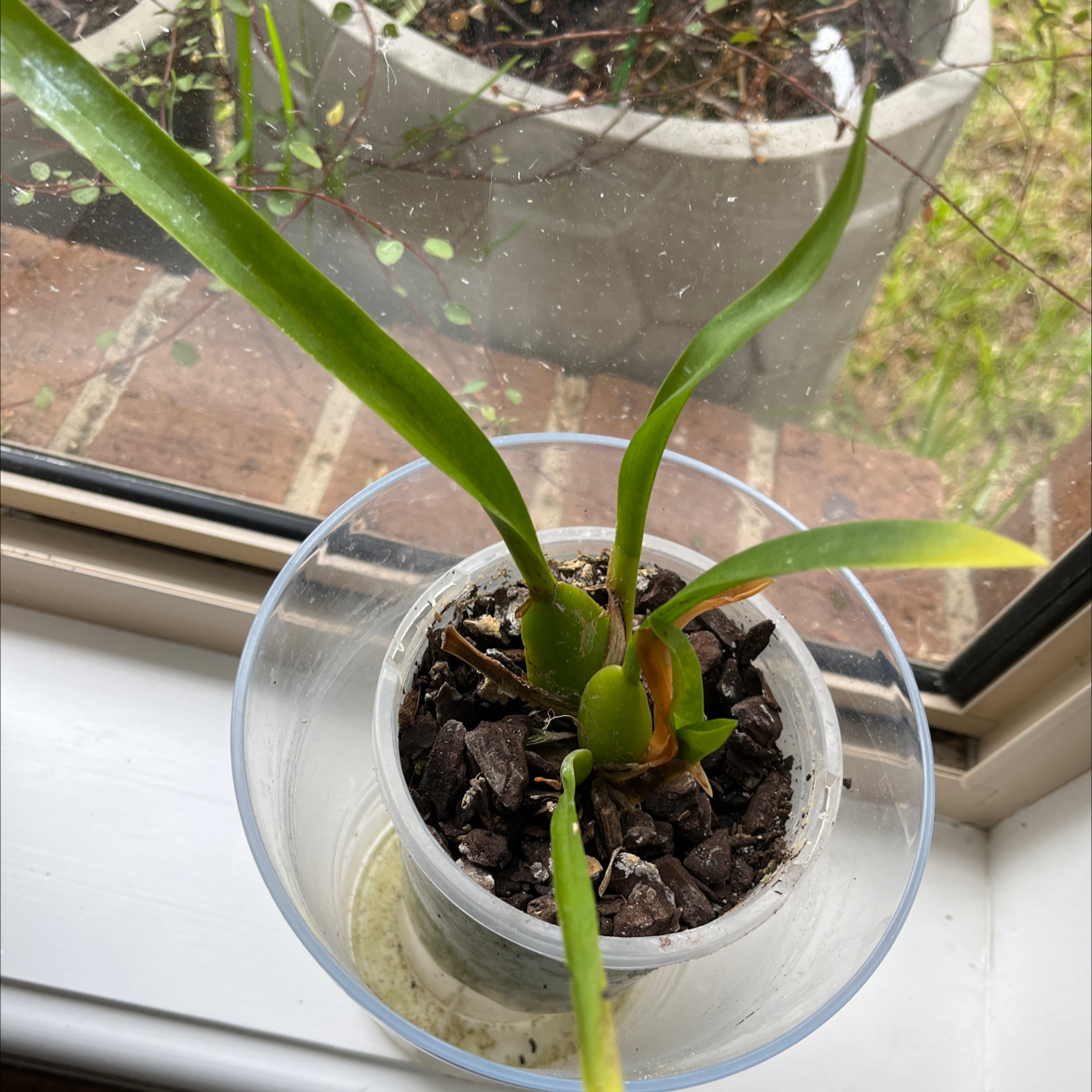 Potted Dancing-Lady Orchid near a window with visible soil and slight leaf browning.