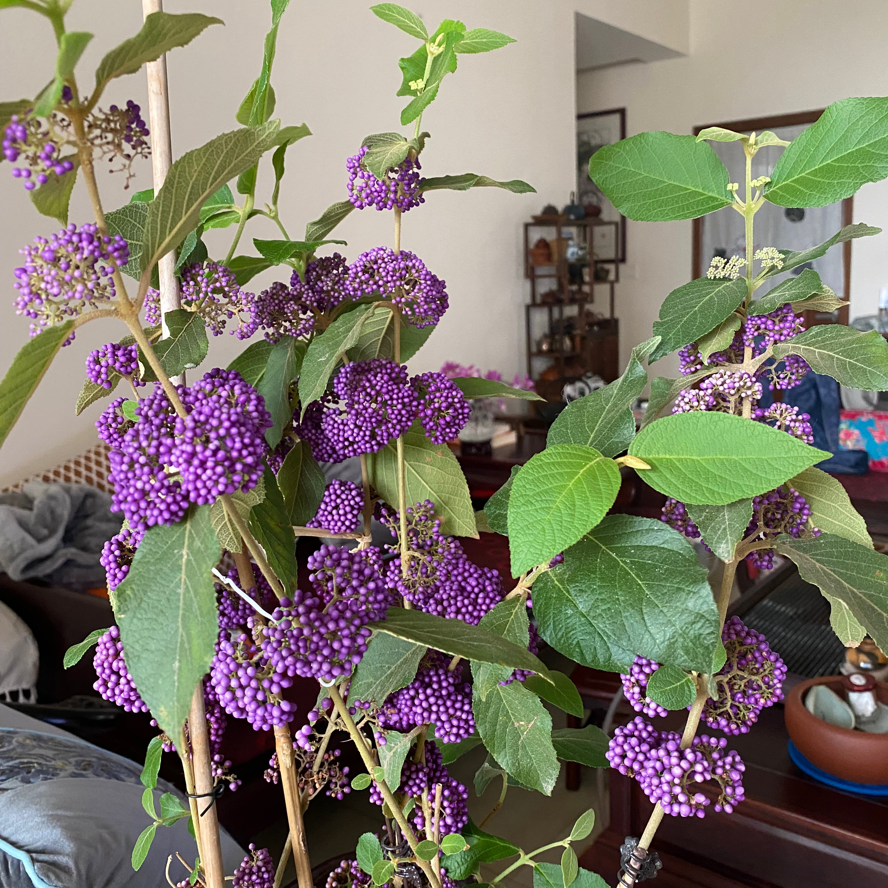 Beautyberry plant with vibrant purple berries and green leaves in an indoor setting.