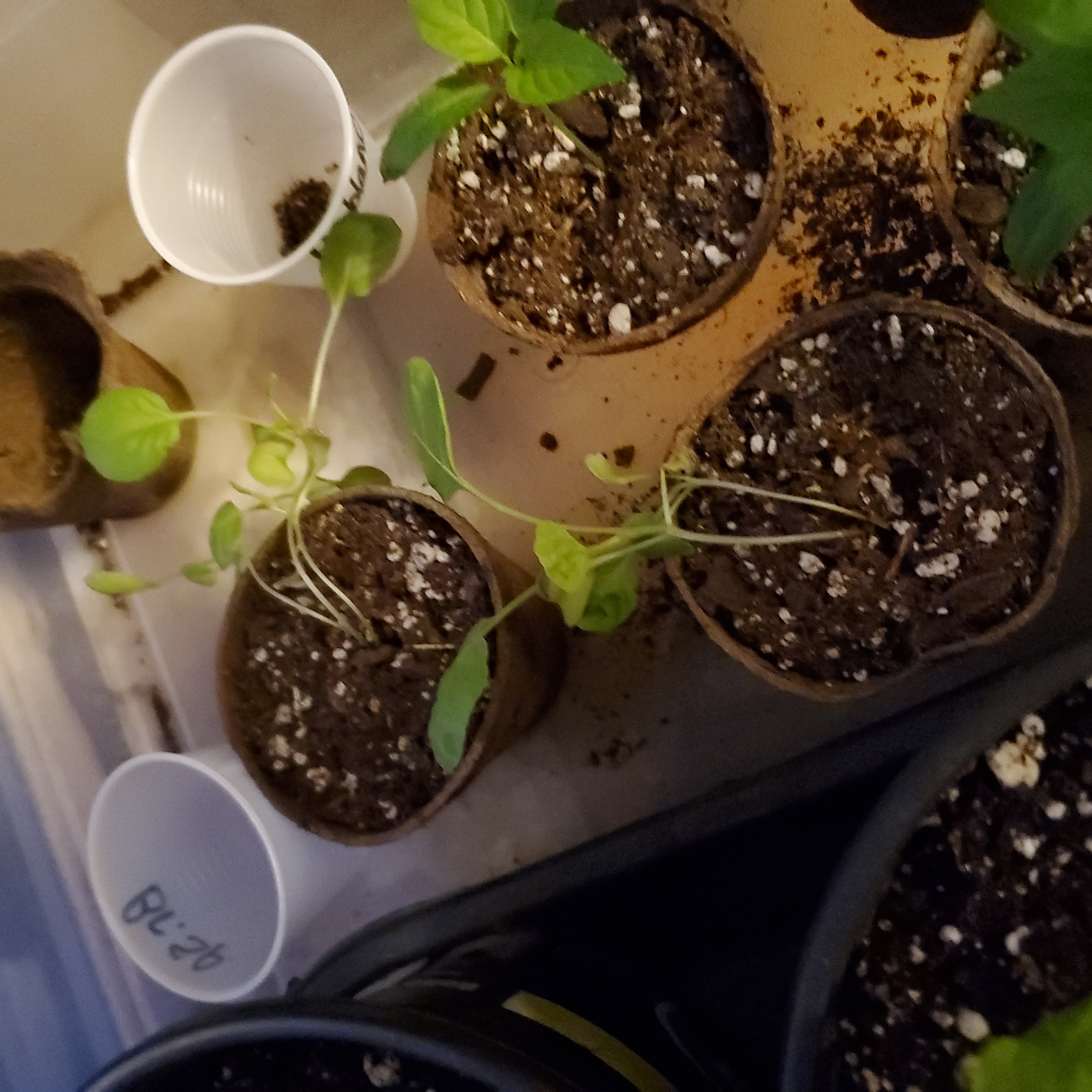 Young Brussel Sprout plants in small pots with visible soil and some yellowing leaves.