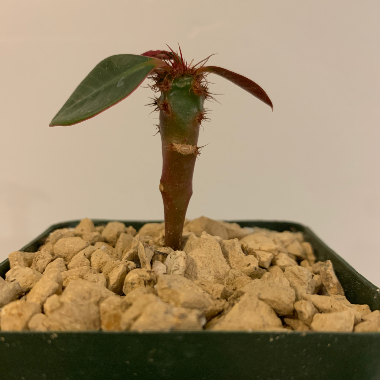 A healthy Crown of Thorns plant with a single red flower, growing in a pot filled with light gravel.