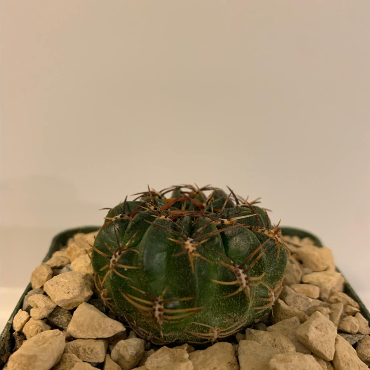 A healthy Glory of Texas cactus in a pot with rocky soil.