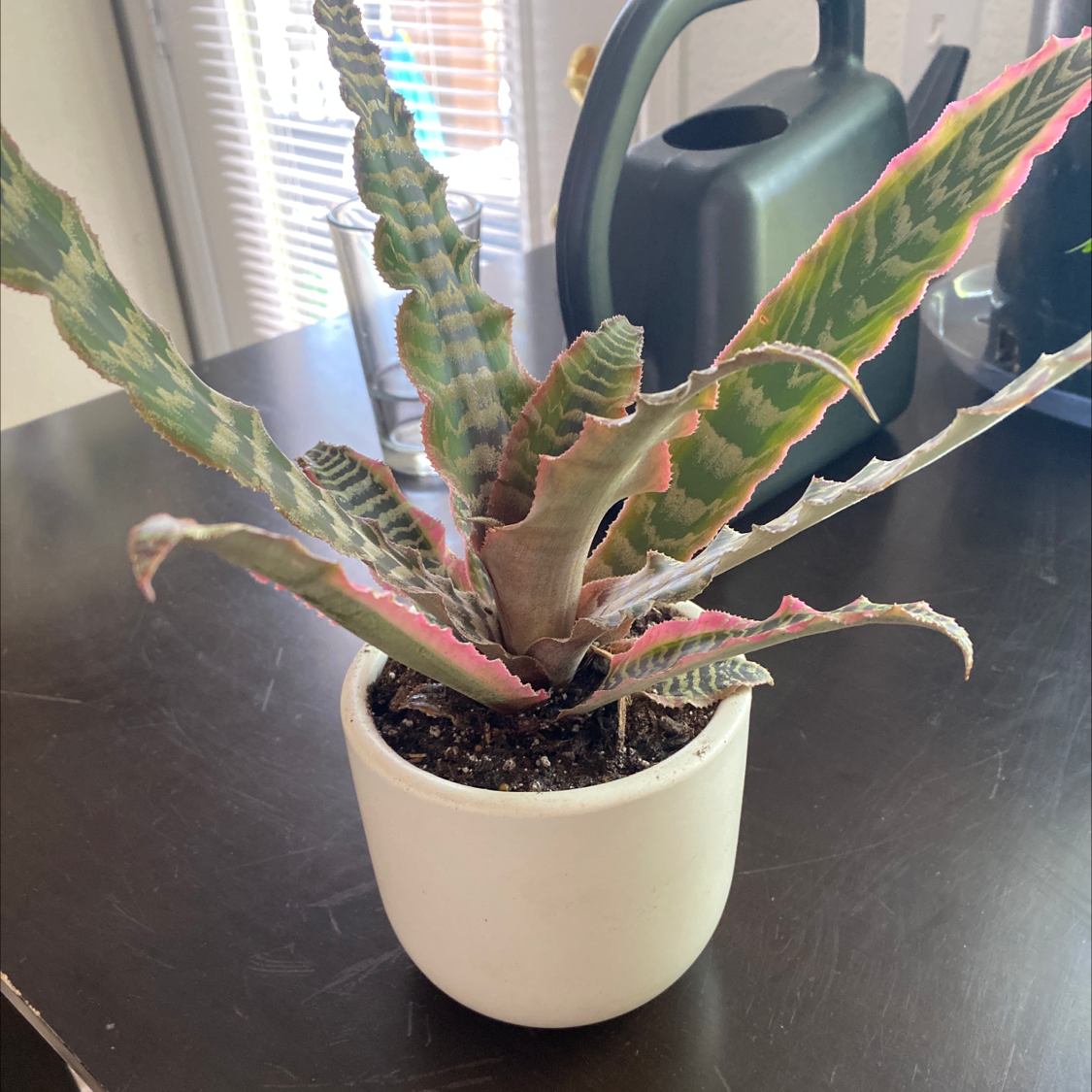 Potted Earth Stars plant with green and pink wavy leaves on a dark surface.