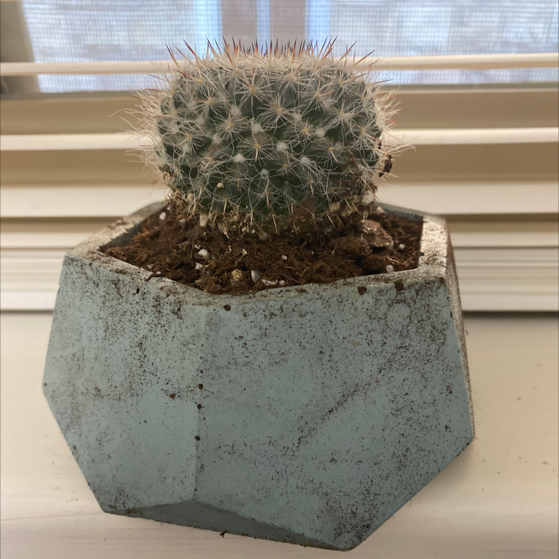 A healthy Mammillaria Uncinata cactus in a geometric pot with visible soil.