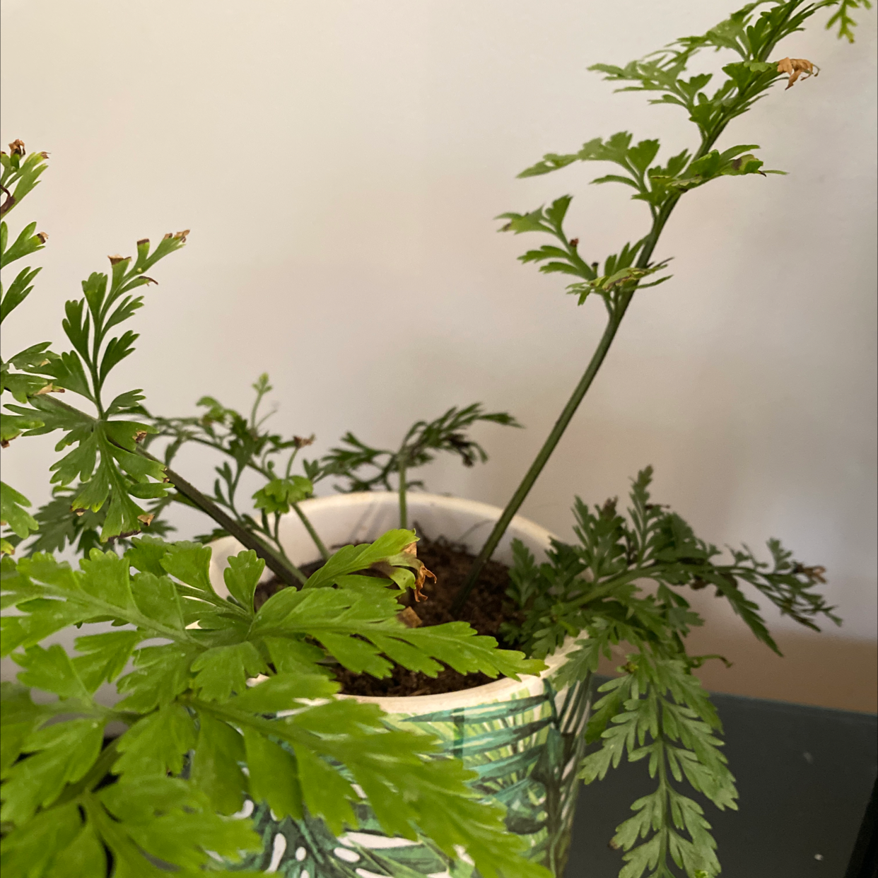 Photo of the plant species Hen and Chicken Fern by @BlessedOrpine named Silkie on Greg, the plant care app