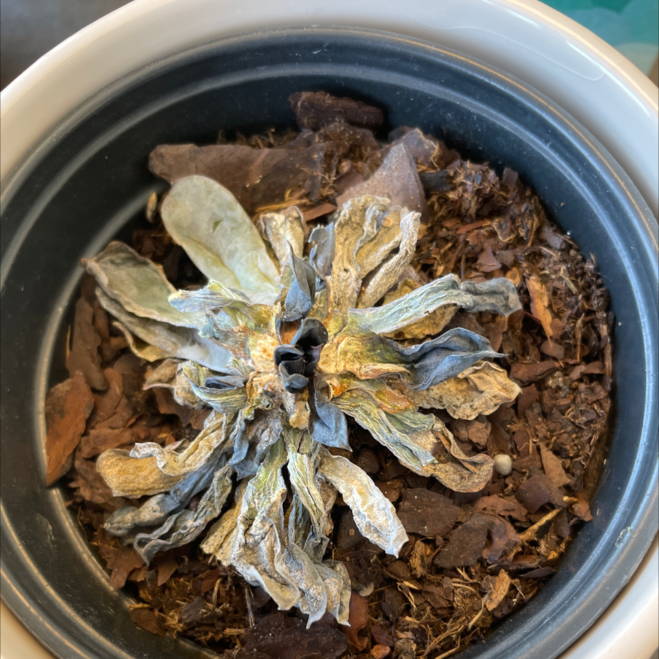 A potted Blue Bugle plant with dried and discolored leaves, indicating poor health.