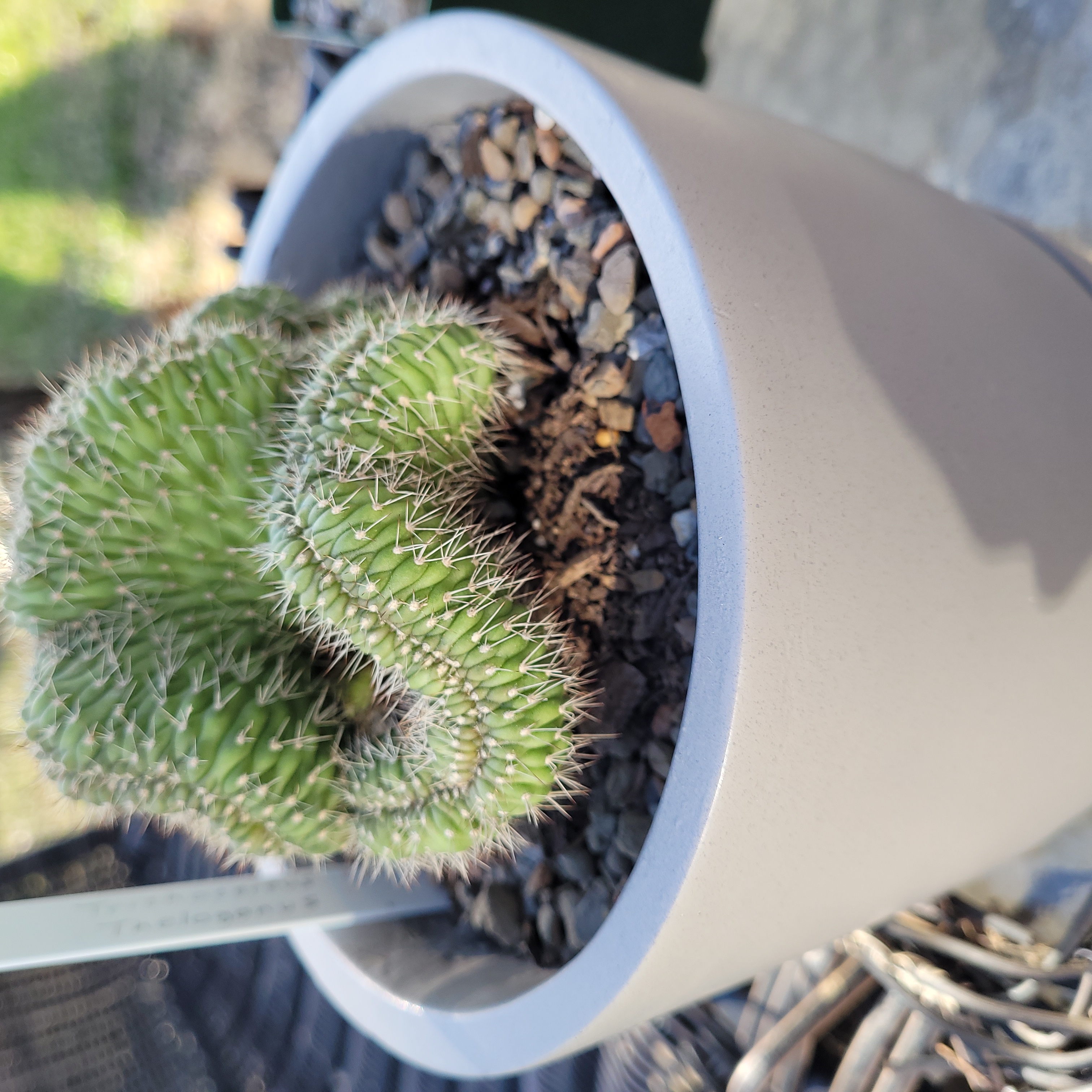 Photo of the plant species 'Cristata' by @TryKudulily named Mycroft on Greg, the plant care app