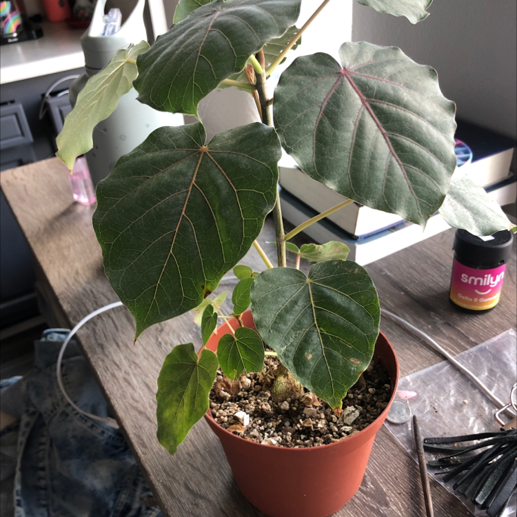 Petiolate Fig plant in a pot with large green leaves and visible soil.