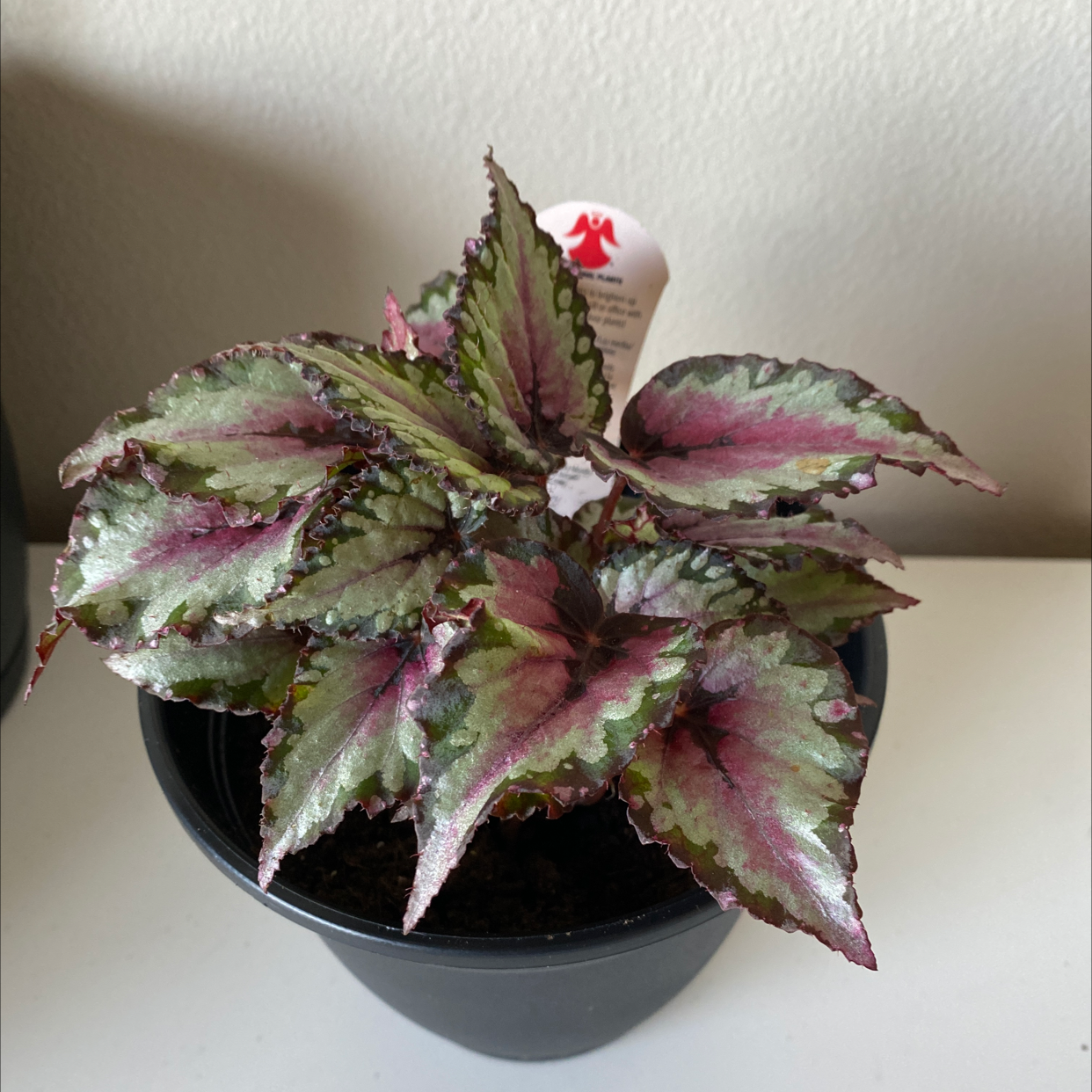 Painted-leaf Begonia in a black pot with colorful leaves and serrated edges.