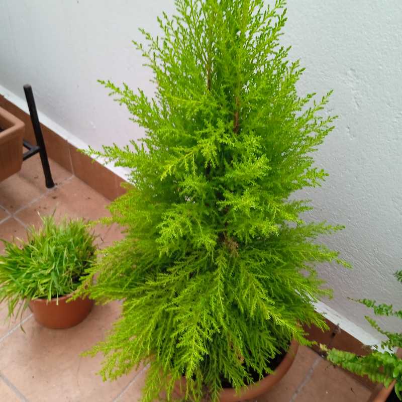 Photo of the plant species Hesperocyparis Macrocarpa by @OpenlyChards named Gates on Greg, the plant care app