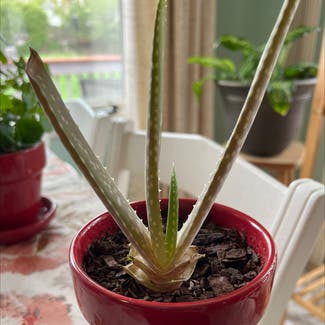 Aloe vera plant in Omaha, Nebraska
