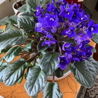 Kenyan Violet plant in Omaha, Nebraska